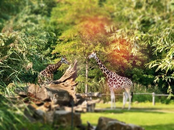 mit den Segways in Leipzig am Zooschaufenster: echte Giraffen & mehr